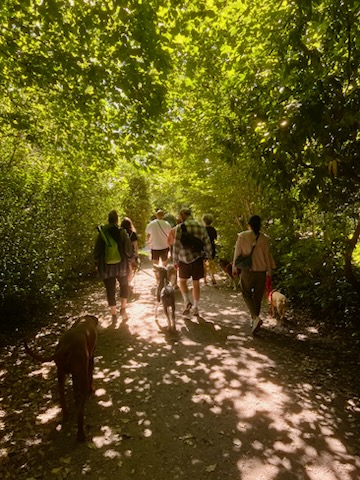 Eine Gruppe Menschen geht mit ihren freilaufenden Hunden ruhig auf einem WEg im Stadtpark FAst wie in einem Tunnel sind sie von grünen Laub umgeben, durch das die Sonne glitzert.