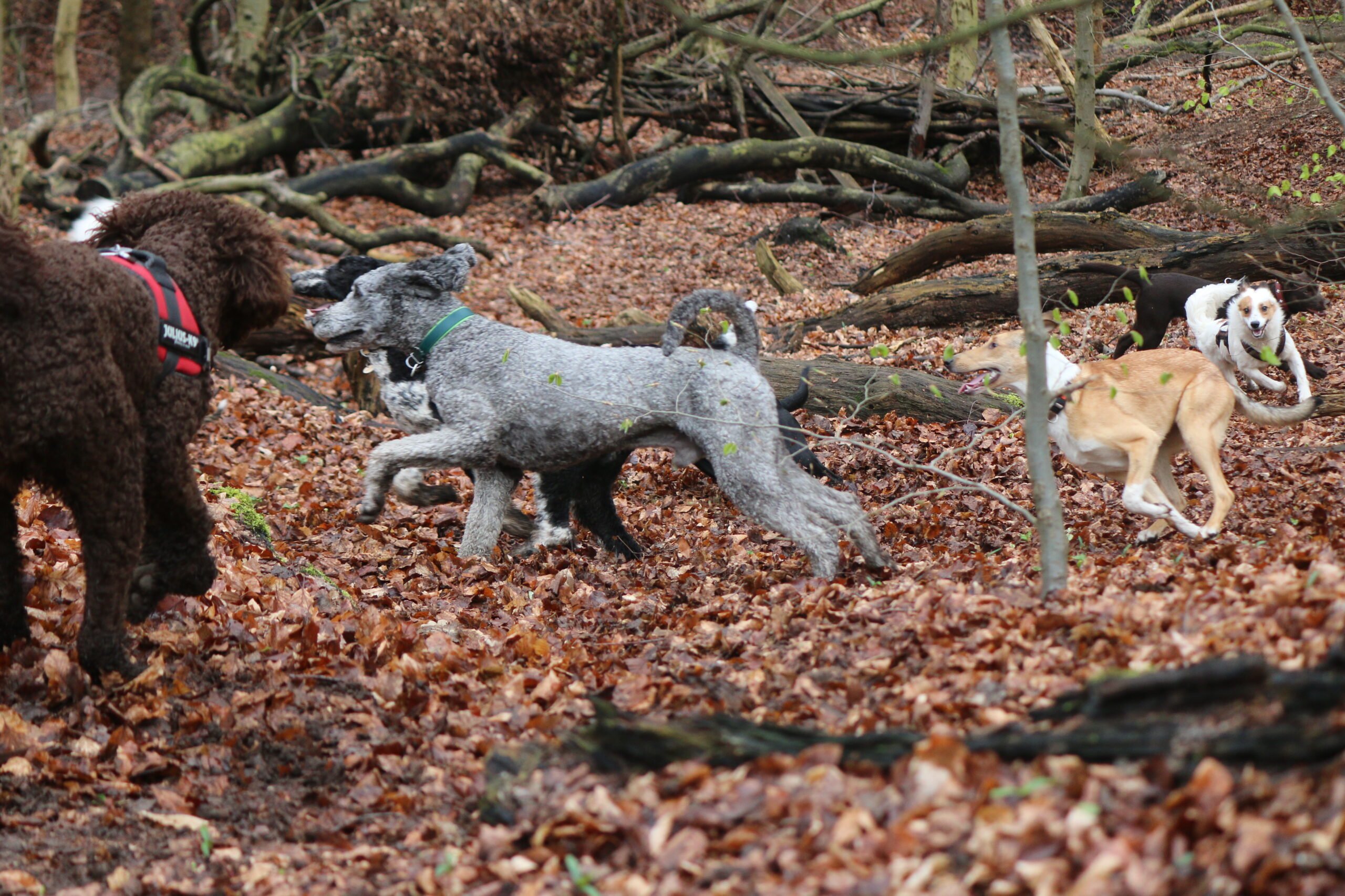 Eine Junghundgruppe läuft im Wald teils hintereinander her, teils aus Lust an der Bewegung