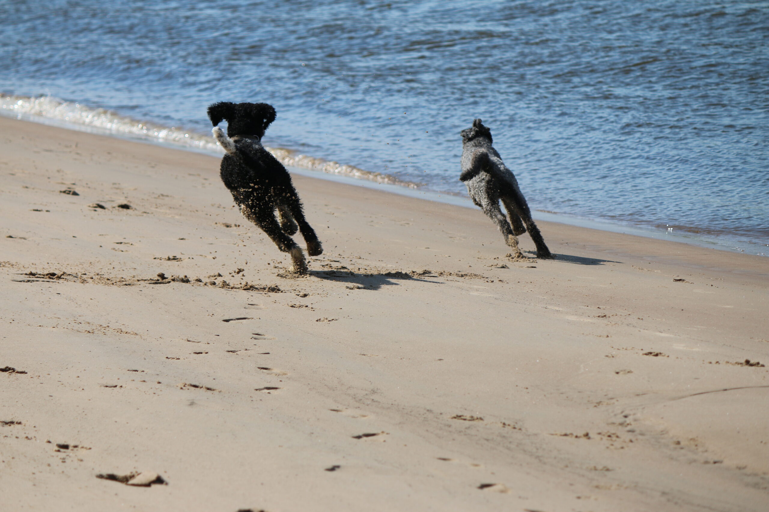 2 Großpudel rennen im schnellen Tempo parallel zu einander am Strandufer lang. Der Betrachter sieht sie nur von hinten