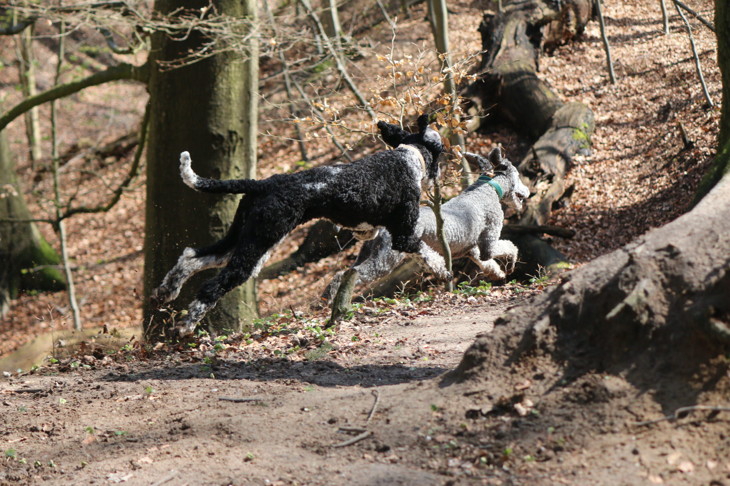 2 Hunde rennen fast parallel zueinander auf einem Nebenweg im Alstertal, Hamburg-Wellingsbüttel