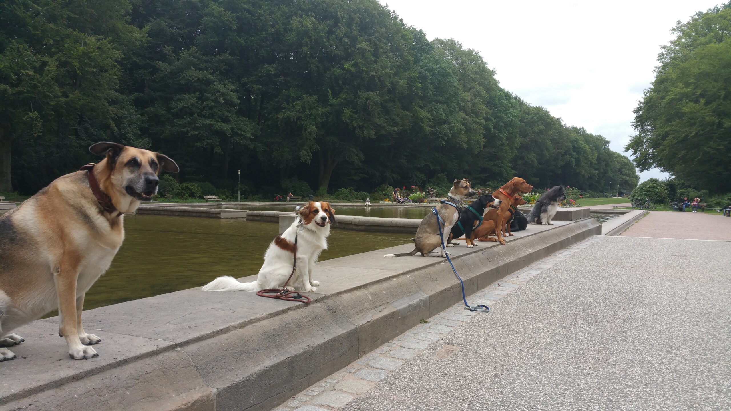 Auf dem Beckenrand am Planetarium Hamburg (Blick zum Stadtparksee) sitzen im Bleib mehrere Hunde unterschiedlicher Rassen. Ihre Menschen sind nicht zu sehen.