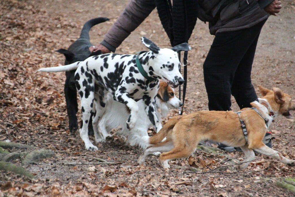4 Junghunde verschiedener Rassen laufen hinter einander her. 1 Mensch greift ein und bremst damit 1 Hund.