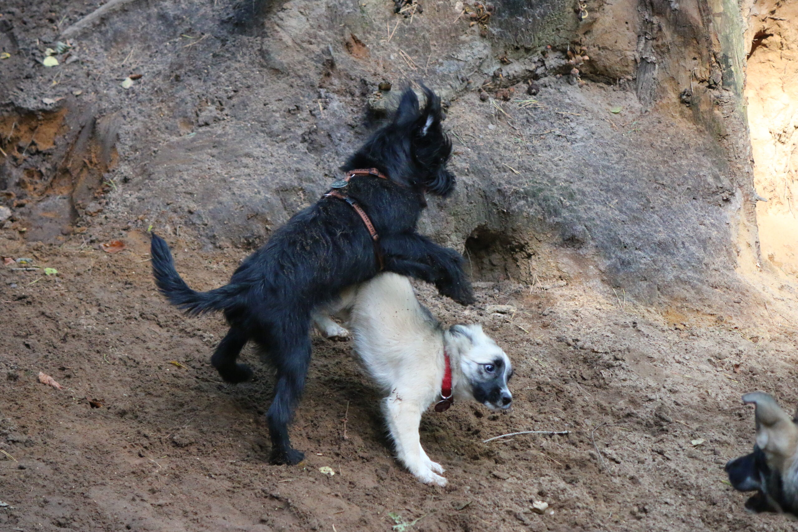 Zwei jüngere Junghunde toben. Einer springt hoch, der andere rennt untendurch.