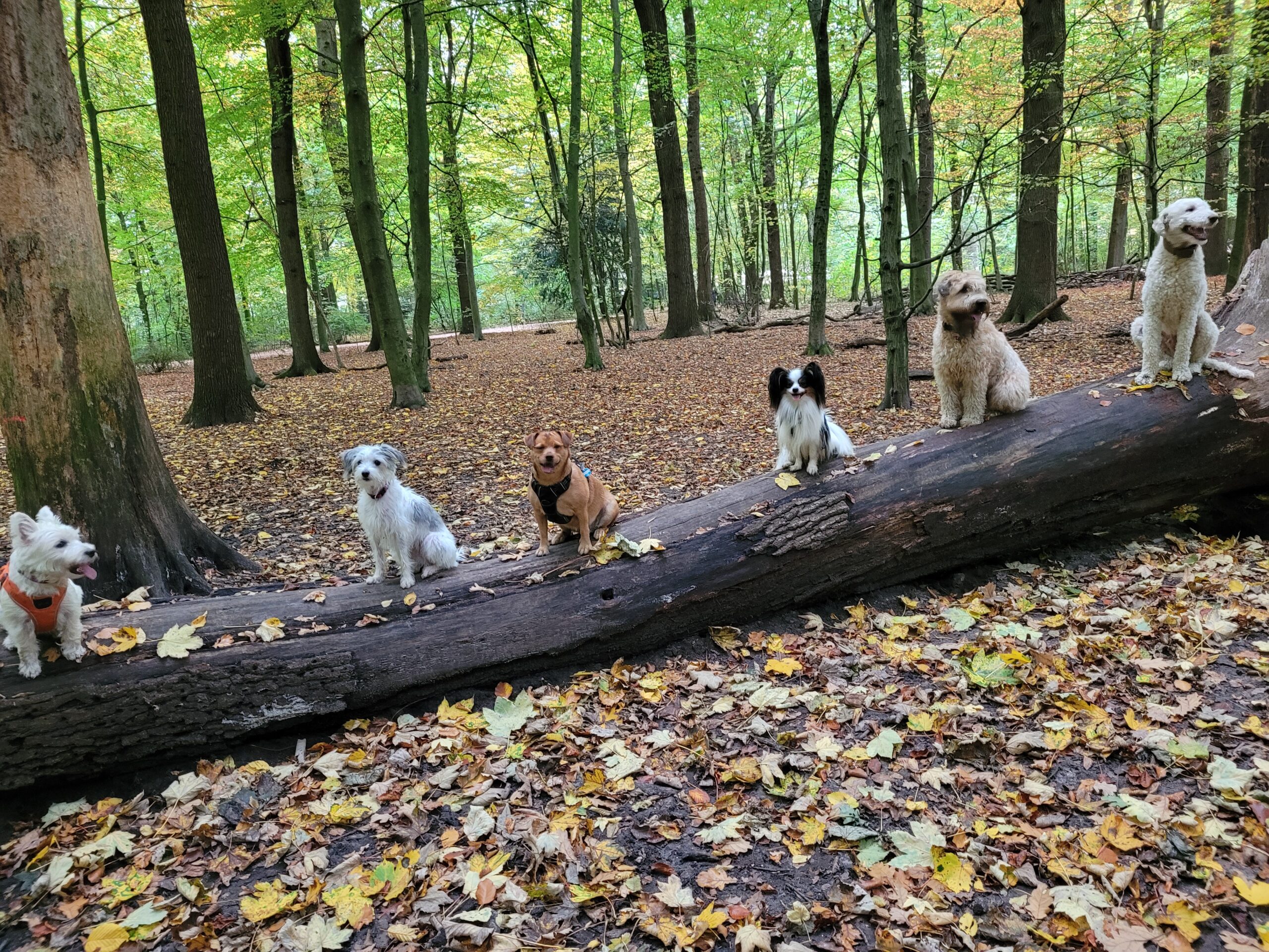 Im Herbst sitzen auf einem liegenden Baumstamm unterschiedliche, eher kleine Hunderassen im Bleib. Ihre Menschen sind nicht zu sehen.