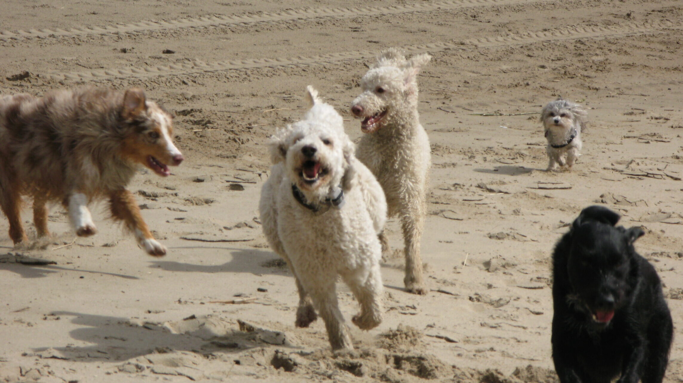 Eine Gruppe Hunde läuft auf die Kamera ausgelassen zu.