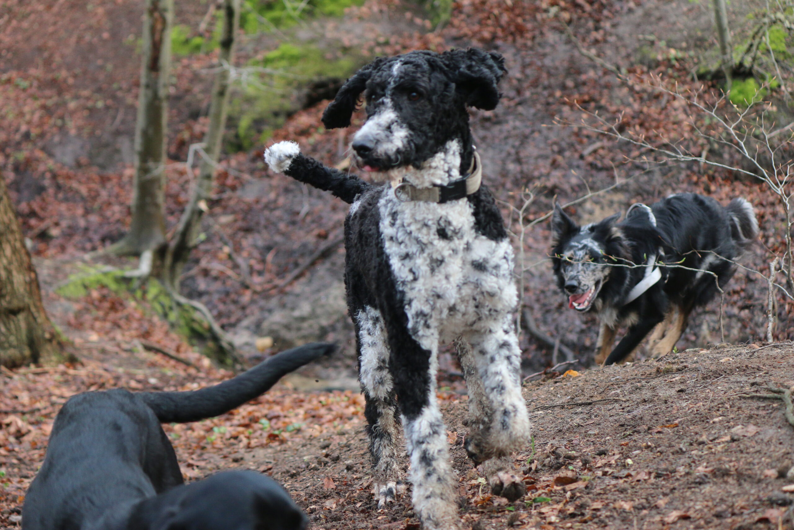 3 Hunde unterschiedlicher Rassen im wäldlichen Alstertal im Rennspiel.