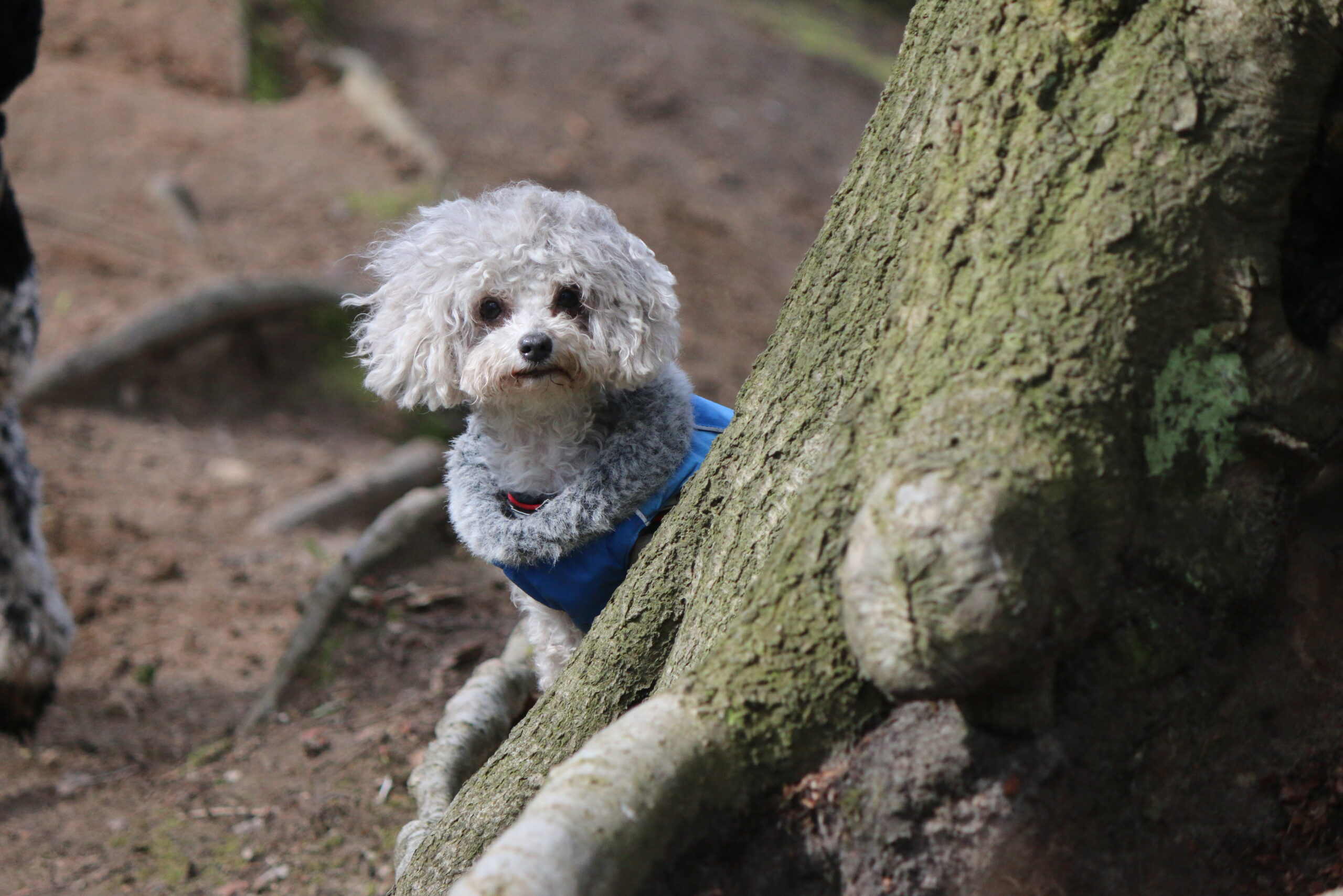 Kleine Bolonkahündin im Wintermantel schaut mit wehenden Haaren hinter Baumstamm vor udn in die Kamera.