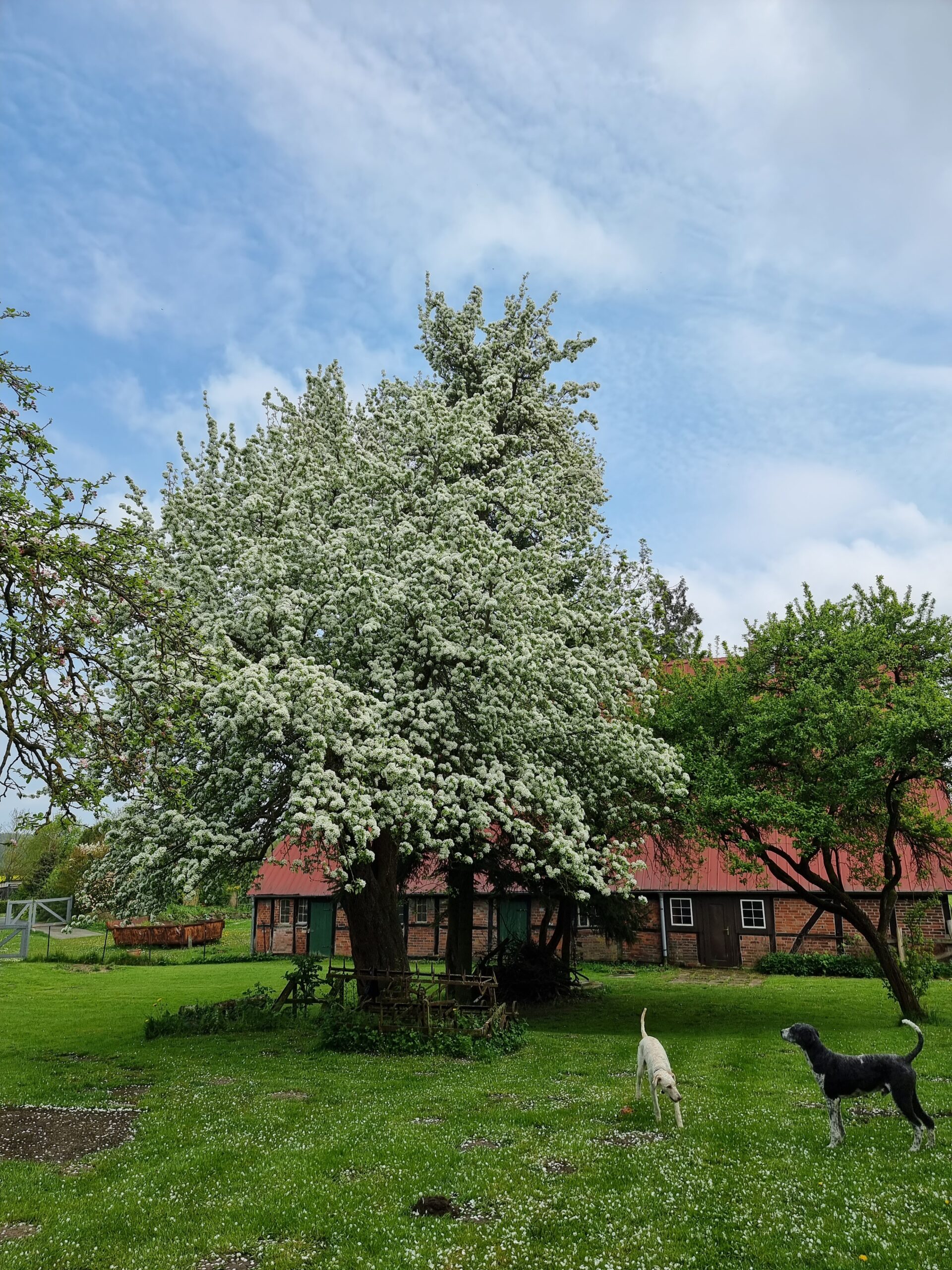 Im Vordergrund steht der sehr alte Birnbaum in Blüte, 2 Hunde seitlich springen rum. Im Hintergrund sieht man das alte Bauernhaus.