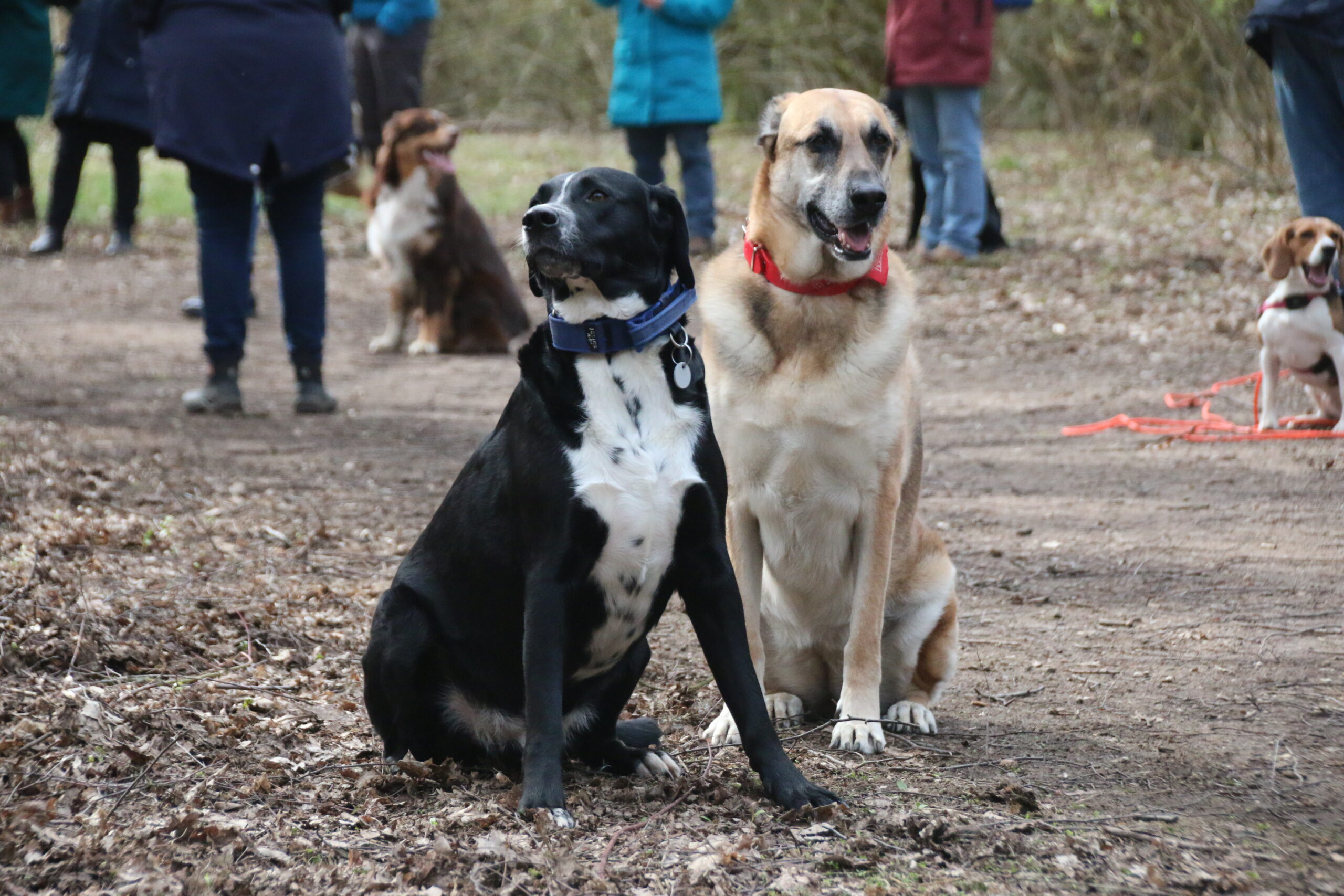 2 befreundete Hunde sitzen eng nebeneinander.
