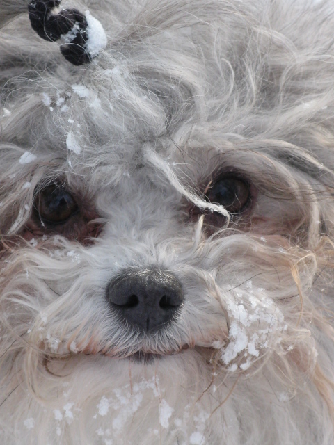 Eine kleine Bolonka-Dame in Großaufnahme schaut in die Kamera mit ein bisschen Schnee im Gesichtsfell