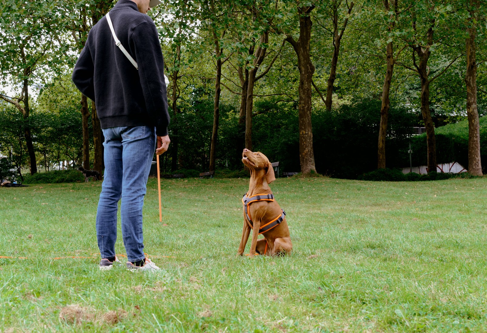 Hund und sein Mensch: Konzentration aufeinander, Kommunikation miteinander. 