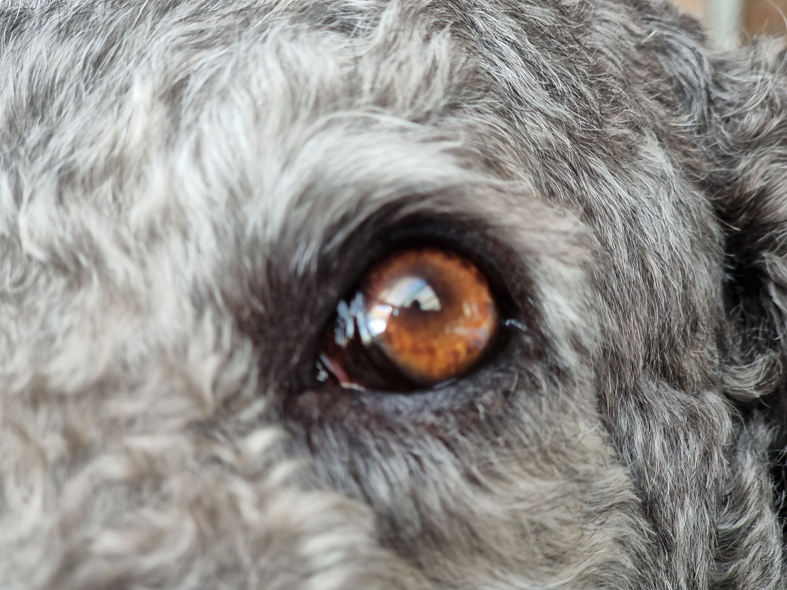 Mittelpunkt des Bildes ist ein braunes Hundeauge, das in die Ferne schaut