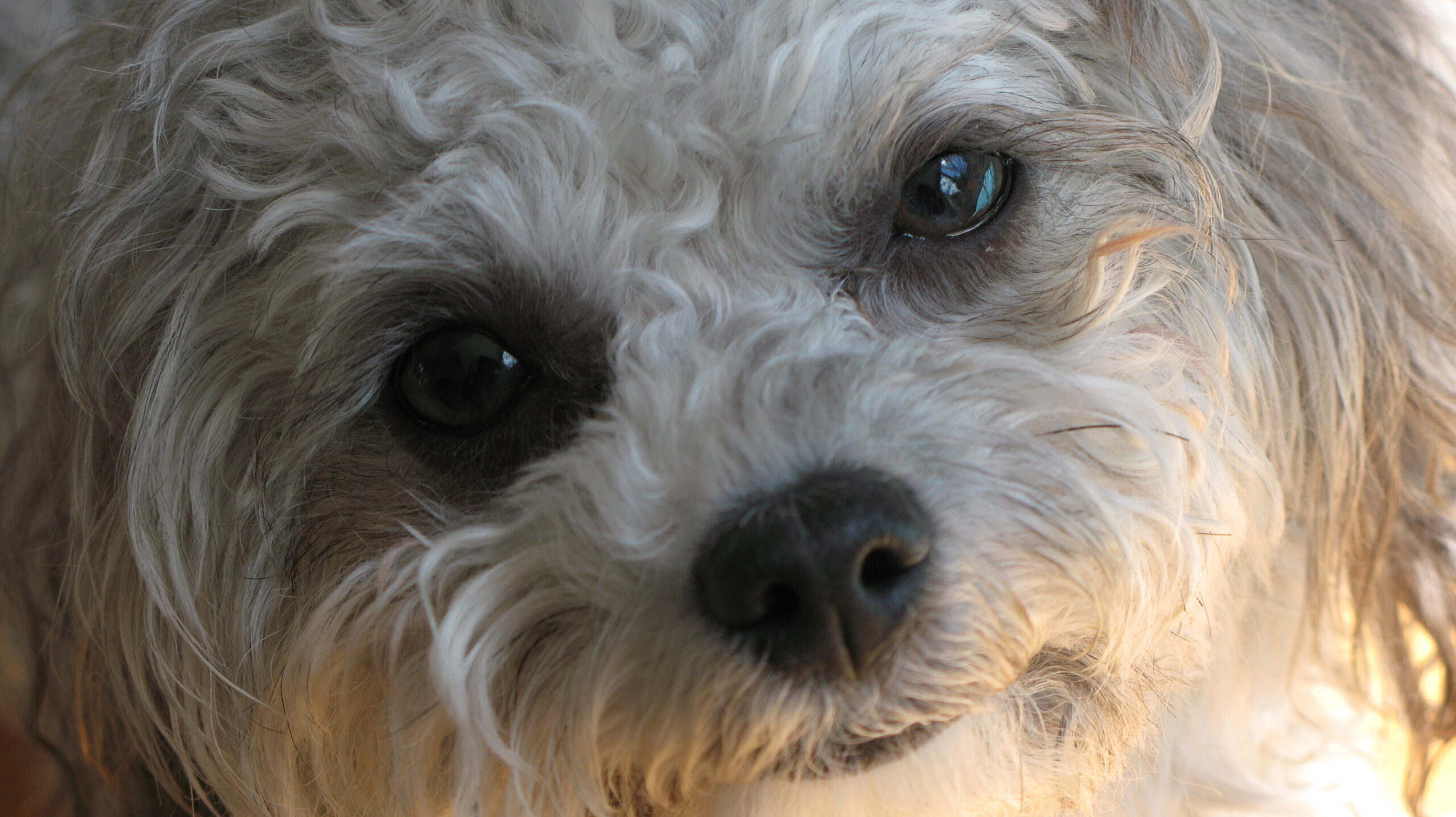 Hundeportrait - kleiner grauer Hund schaut wie lächelnd in die Kamera