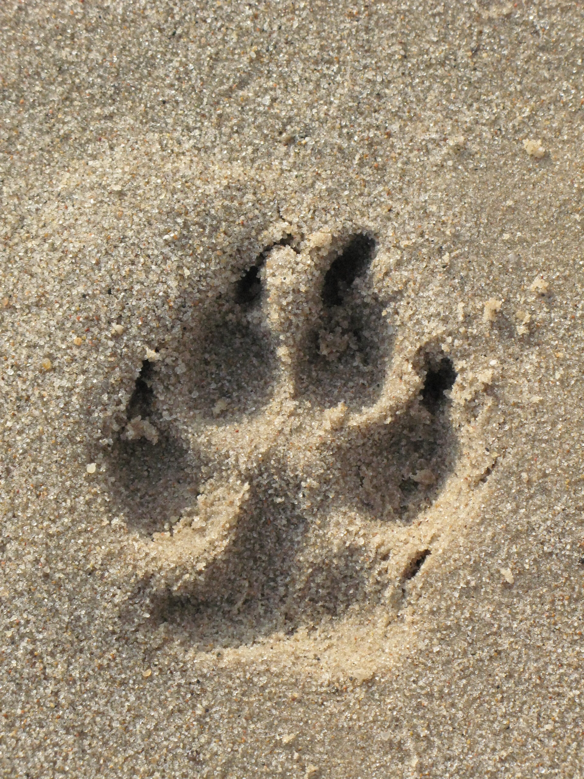 Ein Pfotenabdruck im Sand